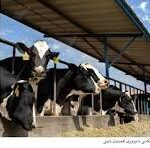 دستگیری سارقین احشام در حین اقدام به سرقت از ایستگاه شماره ۱۵ کشت و صنعت و دامپروری مغان