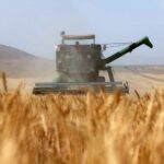 خرید بیش از ۸۰ هزارتن گندم تا به امروز در استان